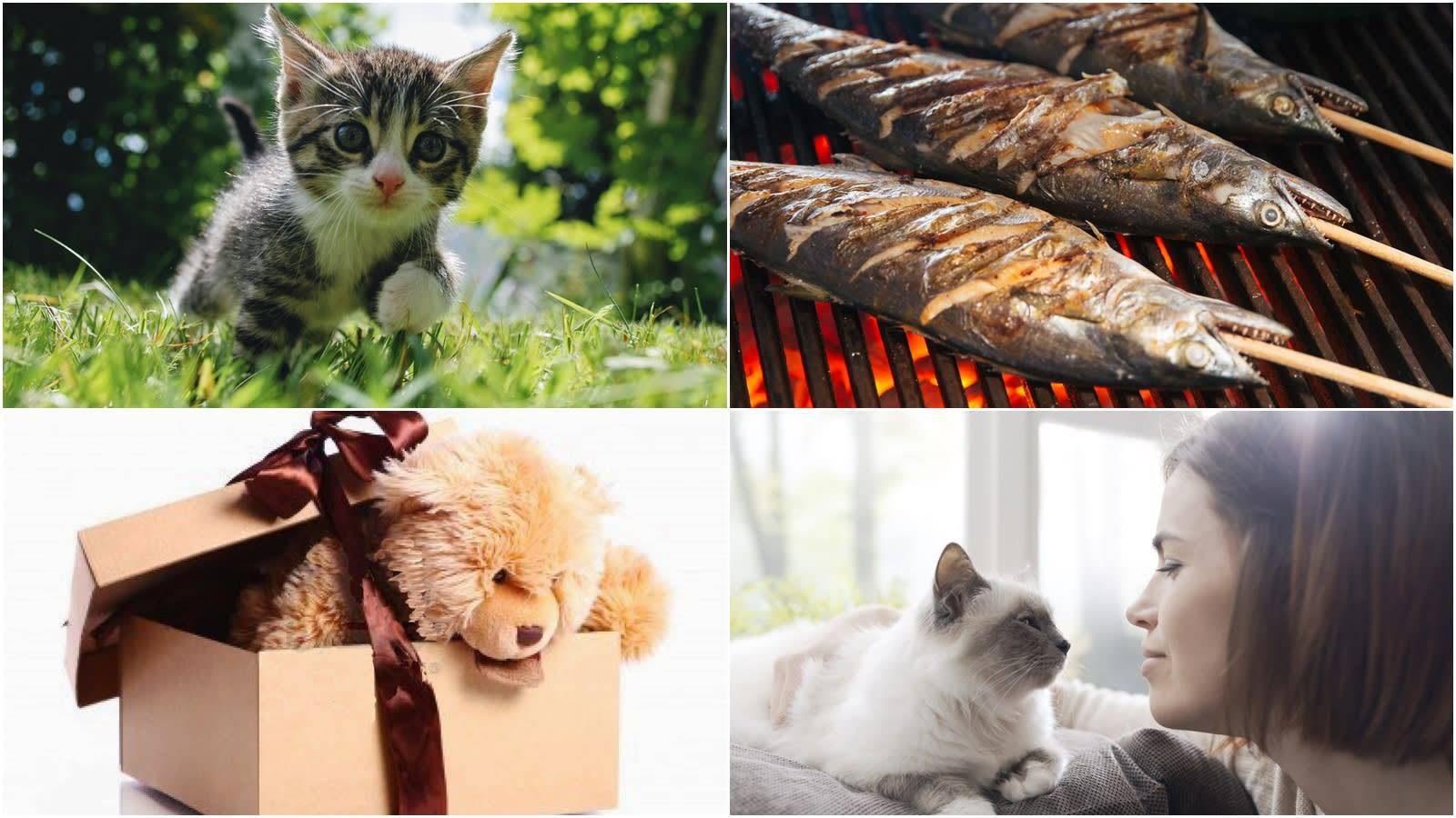 What Would You Focus On If You Were a Cat? - 心理测试题图片